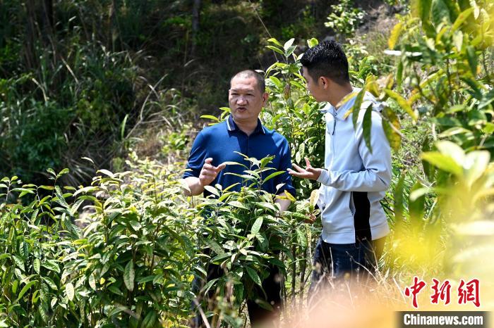 張高漢向參訪者介紹金花茶種植情況?！埥鸫?攝
